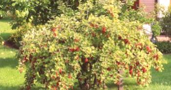 Червено френско грозде: Грижа и отглеждане, размножаване