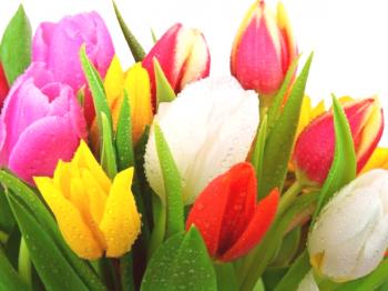 Destilacija tulipanov doma za novo leto in 8. marec! Fotografija sort za destilacijo.