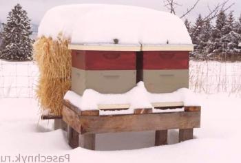 ¿Cómo hibernan las abejas: preparándose para el invierno?
