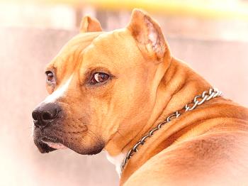 American Staffordshire Terrier: características de la raza