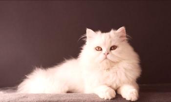 Бяла котка (снимка): особености на природата, грижа за красива бяла жена
