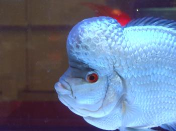 10 nenavadnih akvarijskih rib, o katerih se morate naučiti in začeti