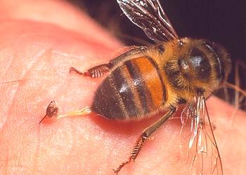 Cómo evitar las picaduras de abeja