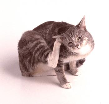 Tratamiento de un ácaro del oído en gatos en casa.