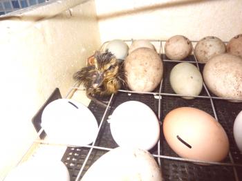 Tabla de temperatura en la incubadora para huevos de pato y las sutilezas de la remoción de pollitos.