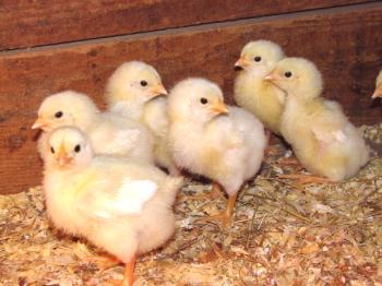 ¿Por qué crecen mal los pollos y cómo ayudarlos a ganar peso?