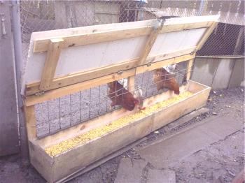 Una clase magistral para hacer comederos de pollo: requisitos de construcción