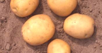 Grain Potatoes Gala: descripción, descripción, comentarios