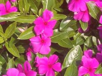 Catharanthus розово