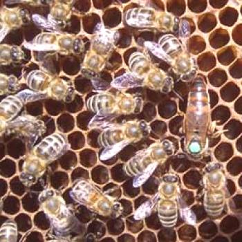Ukrajinski stepski pasmi čebel: njihove značilnosti, pregledi