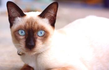 Sijamska mačka: opis in značaj pasme, osnove oskrbe, fotografija