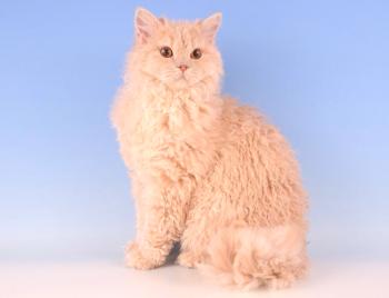 Selkirk Rex: foto del gato, precio, descripción de la raza, personaje, video, guardería