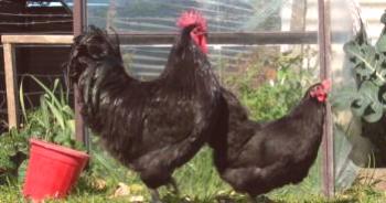 Austral Sprat Chicken Breed: описание, ревюта, снимки