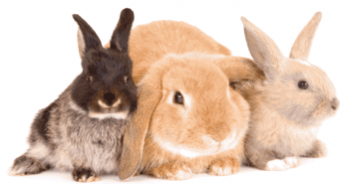 Enfermedades de los conejos: síntomas y su tratamiento, fotos, videos.