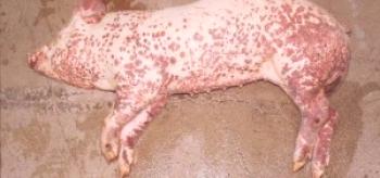Фармацевтично лечение на саркоптоза при свине: ревюта