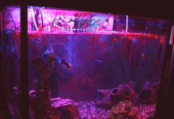 LED ленти за аквариуми: видео, снимки, инструкции