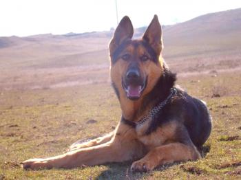 Perro del pastor de Europa del Este (foto): un defensor trabajador y un amigo fiel