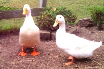 Ducks home reviews - fotografije in video posnetki