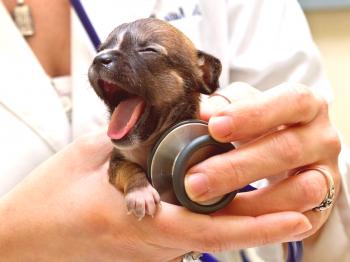 Delegminacija psov pred cepljenjem - kadar je to potrebno in kako se izvaja