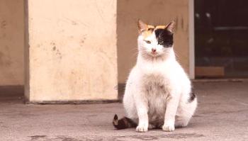 Nosečnost mačke: kako dolgo traja (trajanje), prvi znaki.
