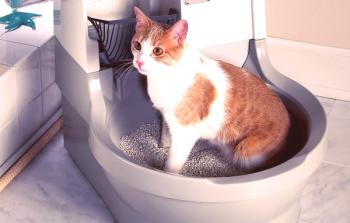 Avtomatsko stranišče za mačke: samočistilni pladenj za stranišče