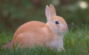 Los conejos con fotos son grandes, de carne, decorativos y densos.
