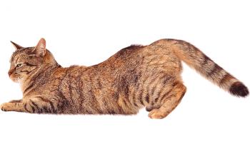 Mačka hodi: kako se umiriti in pomagati med levom?