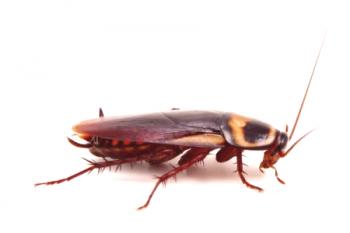 Zakaj se ščurki najbolj bojijo od stanovanja?
