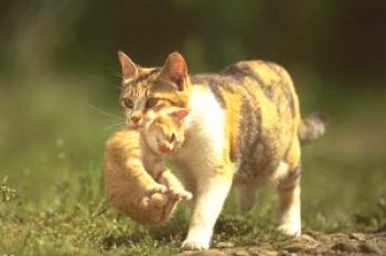 Zakaj mačka prenaša mladiče na drugo mesto