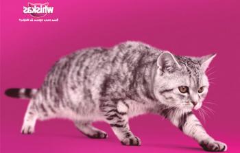 Порода котки от рекламни виски: защо са избрани за видеото