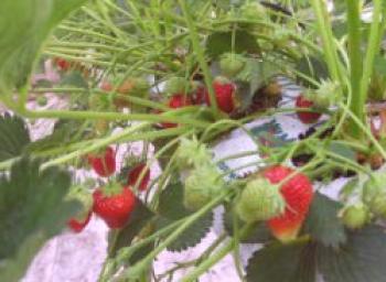 Cultivo de fresas durante todo el año.