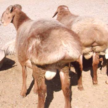Овце и овнешко хрян: характеристики и достойнство на породата