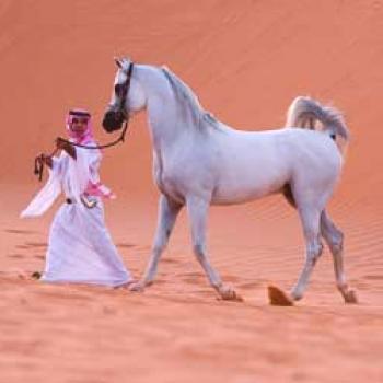 Arabski konj - opis čistokrvne pasme konj