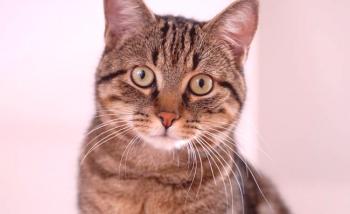 Evropska kratkodlaka mačka (keltska): fotografija, cena, opis pasme, značaj, video