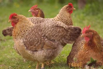 Razas de pollo Bielefelder: buena carne y puesta de huevos