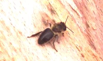 Dark Forest Bee opis in fotografija