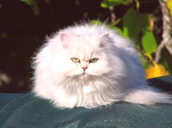 Chinchilla del gato (foto): no es una raza, es una pelusa plateada sofisticada en color