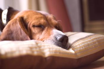Суха и възпалена екзема при кучета - диагностика, лечение и профилактика