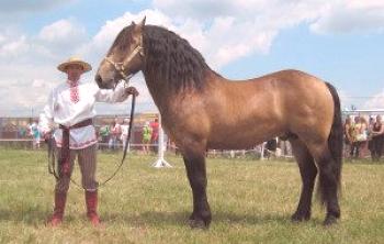 La raza bielorrusa de caballos: una descripción y una foto