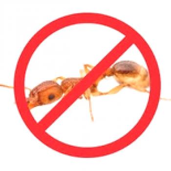 Cómo deshacerse de las hormigas rojas en un apartamento