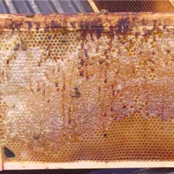 Tratamiento de las abejas a partir de nosematosa: descripción de los síntomas, prevención.