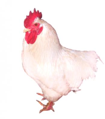 Las razas nativas de pollos se están reproduciendo: una descripción
