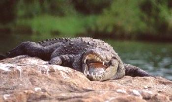 Kje se nahajajo in živi krokodili v naravi
