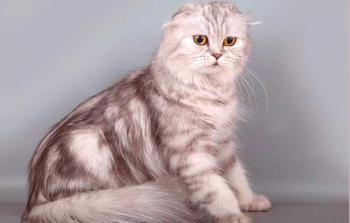 Highland Fold: Gato Extramarital de pelo largo escocés