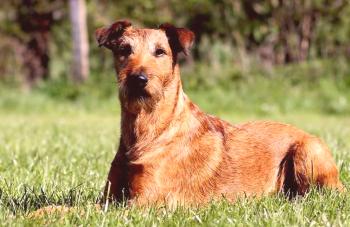Irish Terrier: foto, descripción de la raza, personaje, video