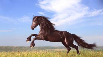 ¿Con qué sueña un caballo y qué significa un sueño?