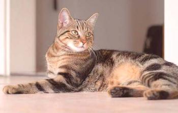 Evropska kratkodlaka mačka (keltska): Opis pasme