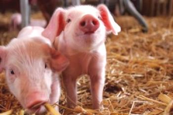 Kaj naj nahranijo novorojenčke brez svinje