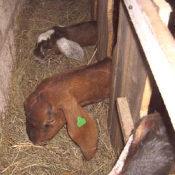 Хранилки за кози: изисквания, които правят собствените си ръце