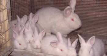 Nueva Zelanda raza de conejos: cría, opiniones